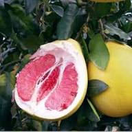 Davao Pomelo Fruit Seeds | Heirloom Non-GMO Seeds for Planting, High Germination Organic Garden Seeds
