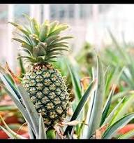 Queen Victoria Pineapple Fruit Seeds for Planting Heirloom Non-GMO High Germination Organic Garden Seeds