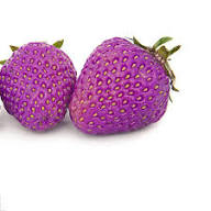 Purple Strawberry Fruit Seeds for Planting – Heirloom Non-GMO High Germination Organic Garden Seeds