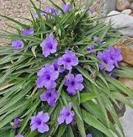 Purple Ruellia Tuberosa Flower Seeds Heirloom Non-GMO High Germination Organic Garden Seeds for Planting