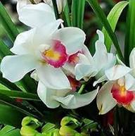 White Pink Orchid Flower Seeds Heirloom Non-GMO High Germination Organic Garden Seeds for Planting
