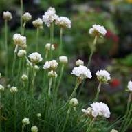 White Armeria Flower Seeds Heirloom Non-GMO High Germination Organic Garden Seeds