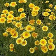 Yellow Layia Flower Seeds – Heirloom Non-GMO High Germination Organic Seeds