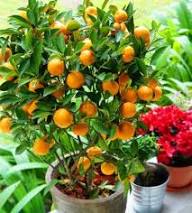 Marmalade Orange Plant Seeds Heirloom Non-GMO High Germination Organic Garden Seeds for Planting