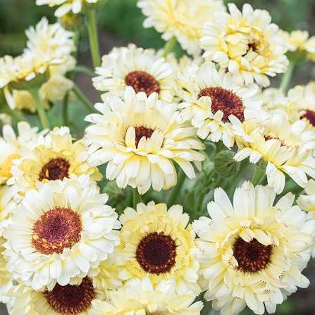 Ivory Princess Calendula flower seeds for planting – heirloom non-GMO garden seeds with creamy white blooms for home gardens
