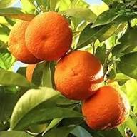 Orange Aurantium Seeds Heirloom Non-GMO High Germination Organic Garden Seeds for Planting