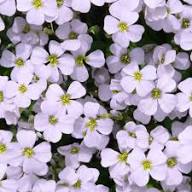 White Cress Aubrieta Flower Seeds Heirloom Non-GMO High Germination Organic Garden Seeds