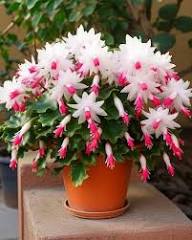 White Zygocactus Truncatus Flower Seeds – Heirloom Non-GMO High Germination Organic Garden Seeds
