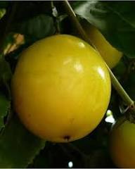 Gelbe Maracuja-Samen – Alte Sorte, gentechnikfrei, hohe Keimrate, Bio-Gartensamen zum Pflanzen