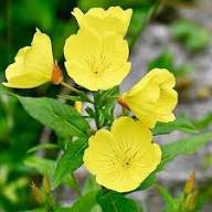 Yellow Oenothera Flower Seeds – Heirloom, Non-GMO, High Germination Organic Seeds