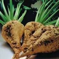 Sugar Beet Seeds – Heirloom Non-GMO High Germination Organic Garden Seeds for Planting