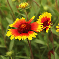 Yellow Orange Gaillardia Flower Seeds – Heirloom, Non-GMO, High Germination Seeds