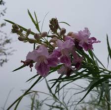 Chilopsis linearis Blumensamen zum Pflanzen – Erbstück, gentechnikfrei, keimstark, Bio-Samen