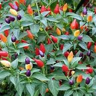 Mixed Bolivian Rainbow Chili Pepper Seeds – Heirloom, Non-GMO, High Germination Organic Garden Seeds Planting