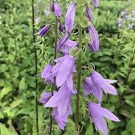 Rapunzel-Glockenblume Samen – Alte Sorte, gentechnikfrei, hohe Keimfähigkeit, Bio-Gartensamen zum Pflanzen