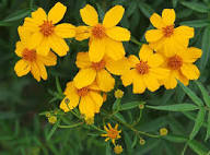 Yellow Tagetes Lemmonii Flower Seeds Heirloom Non-GMO High Germination Organic Seeds