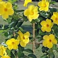 Yellow Mandevilla Flower Seeds – Heirloom Non-GMO High Germination Organic Garden Seeds