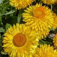 Yellow Strawflower Seeds – Heirloom, Non-GMO, High Germination Organic Garden Seeds