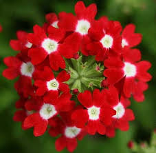 Red White Verbena Flower Seeds – Heirloom, Non-GMO, High Germination Organic Seeds