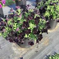 Black Hanging Petunia Flower Seeds for Planting – Heirloom Non-GMO Organic Seeds, High Germination Seeds