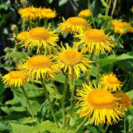 Yellow Elecampane Flower Seeds – Heirloom Non-GMO High Germination Organic Seeds