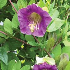Violet Clematis Flower Seeds – Heirloom Non-GMO High Germination Organic Garden Seeds