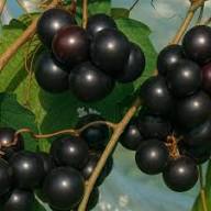Black Muscadine Seeds Heirloom Non-GMO High Germination Organic Garden Seeds for Planting