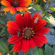 Red Heliopsis Flower Seeds – Heirloom, Non-GMO, High Germination Seeds