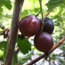 Red Jostaberry Seeds for Planting – Heirloom Non-GMO High Germination Organic Garden Seeds