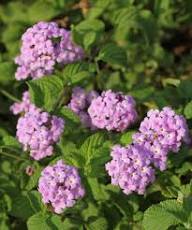 Purple Thuringiaca Flower Seeds Heirloom Non-GMO High Germination Organic Garden Seeds for Planting