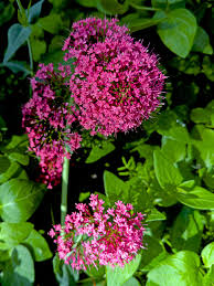 Red Valerian Flower Seeds for Planting – Heirloom, Non-GMO, High Germination