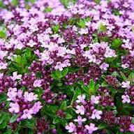 Purple Creeping Thyme Flower Seeds Heirloom Non-GMO High Germination Organic Garden Seeds