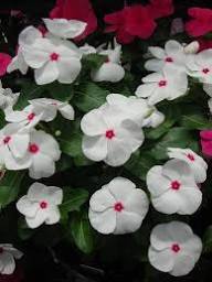 Vinca Flower Seeds Heirloom Non-GMO High Germination Organic Garden Seeds