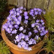 Purple Hepatica Nobilis Flower Seeds Heirloom Non-GMO High Germination Organic Garden Seeds for Planting