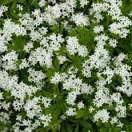 Semillas de flores de Asperula olorosa – Herencia, no transgénicas, semillas de jardín orgánicas de alta germinación para plantar