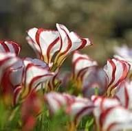 White Red Oxalis Versicolor Flower Seeds – Heirloom Non-GMO Organic Garden Seeds