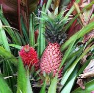 Pineapple Seeds Pink – Heirloom Non-GMO High Germination Organic Garden Seeds
