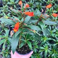 Red Seemannia Flower Seeds Heirloom Non-GMO High Germination Organic Garden Seeds for Planting