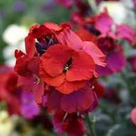 Pink Erysimum Flower Seeds Heirloom Non-GMO High Germination Organic Garden Seeds for Planting