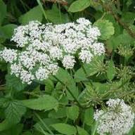 White Aegopodium Podagraria Flower Seeds Heirloom Non-GMO High Germination Organic Garden Seeds