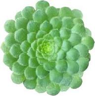 Tabuliforme Flower Seeds Heirloom Non-GMO High Germination Organic Garden Seeds for Planting