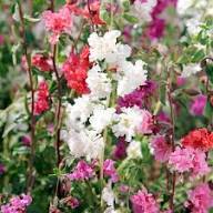Mixed Clarkia Flower Seeds – Heirloom, Non-GMO, High Germination Organic Garden Seeds for Planting