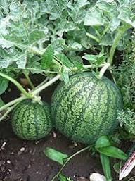 Taschenmelonen-Samen grün – Alte Sorte, gentechnikfrei, hohe Keimfähigkeit, Bio-Gartensamen zum Pflanzen