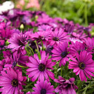 Red Osteospermum Flower Seeds – Heirloom Non-GMO High Germination