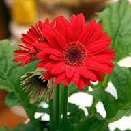 Red Asteraceae Daisy Flower Seeds for Planting Heirloom Non-GMO High Germination Organic Garden Seeds