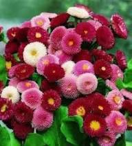 Pinkfarbene Gänseblümchen-Pomponette-Blumensamen – Alte Sorte, gentechnikfrei, keimstark, Bio-Gartensamen zum Pflanzen