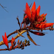 Semillas de la flor roja Lysistemon – Hereditarias, no transgénicas, semillas orgánicas de alta germinación para el jardín