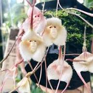 White Dracula Simia Flower Seeds Heirloom Non-GMO High Germination Organic Garden Seeds for Planting
