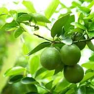 Lime Seeds Green Heirloom Non-GMO High Germination Organic Garden Seeds for Planting