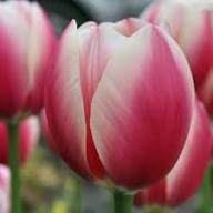 Pink Tulip Flower Seeds for Planting – Heirloom, Non-GMO, High Germination